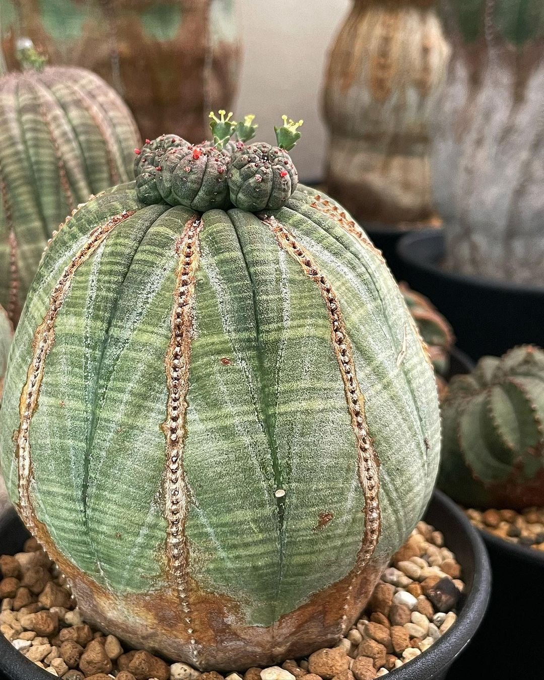 Euphorbia Obesa (Euphorbia Obesa)