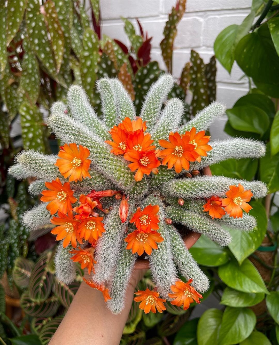 Peanut Cactus (Echinopsis Chamaecereus)