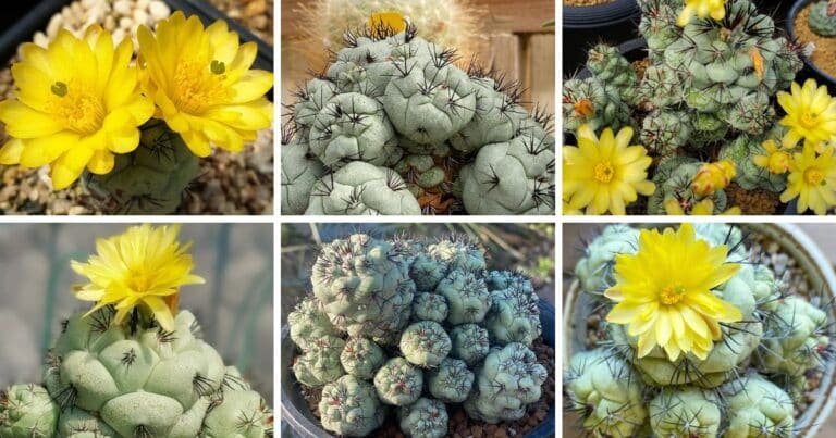 Ortegocactus Pictorial Guide