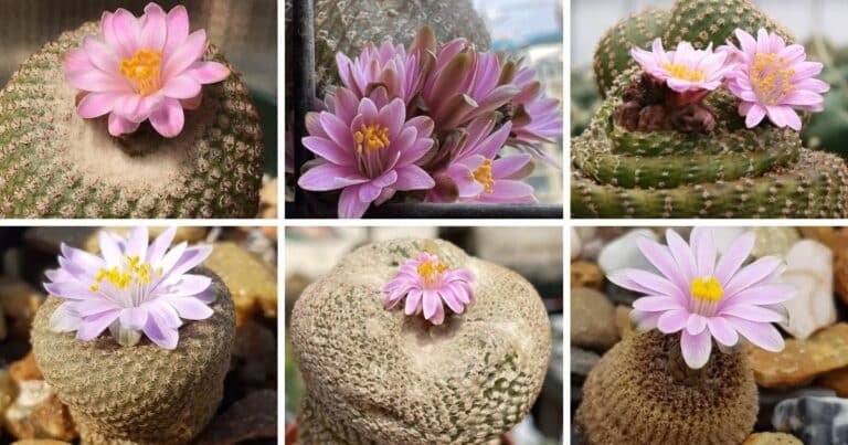 Yavia Pictorial Guide