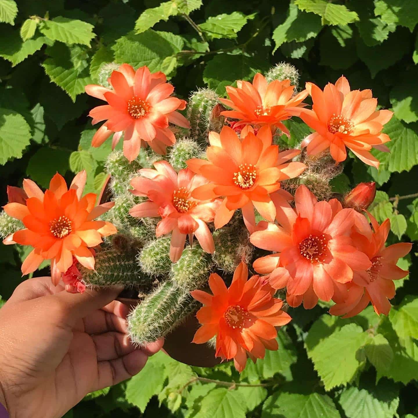 Top 5 FAQ And Answers About Strangely Shaped Cactus Plants