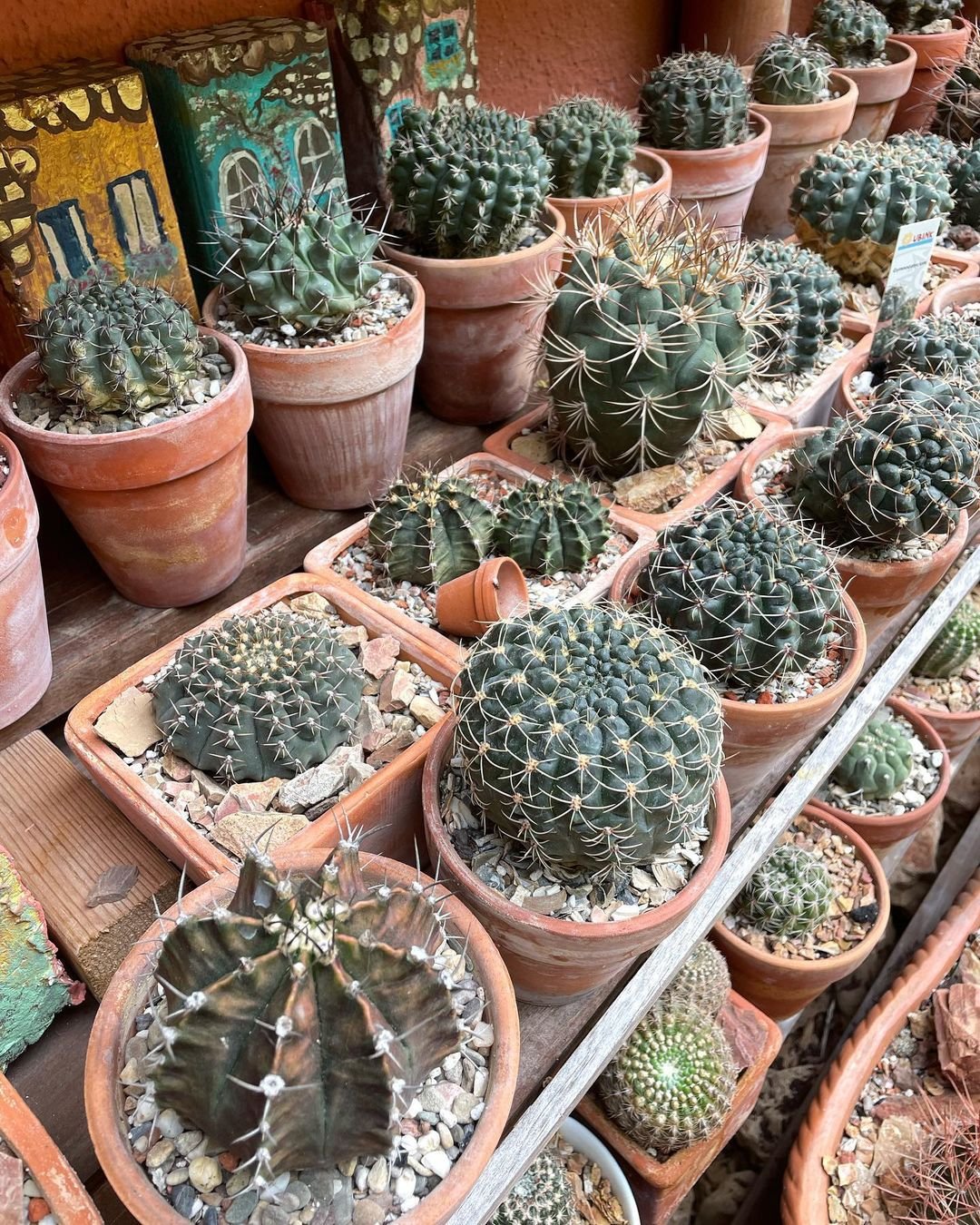 Top 5 FAQ And Answers About Strangely Shaped Cactus Plants