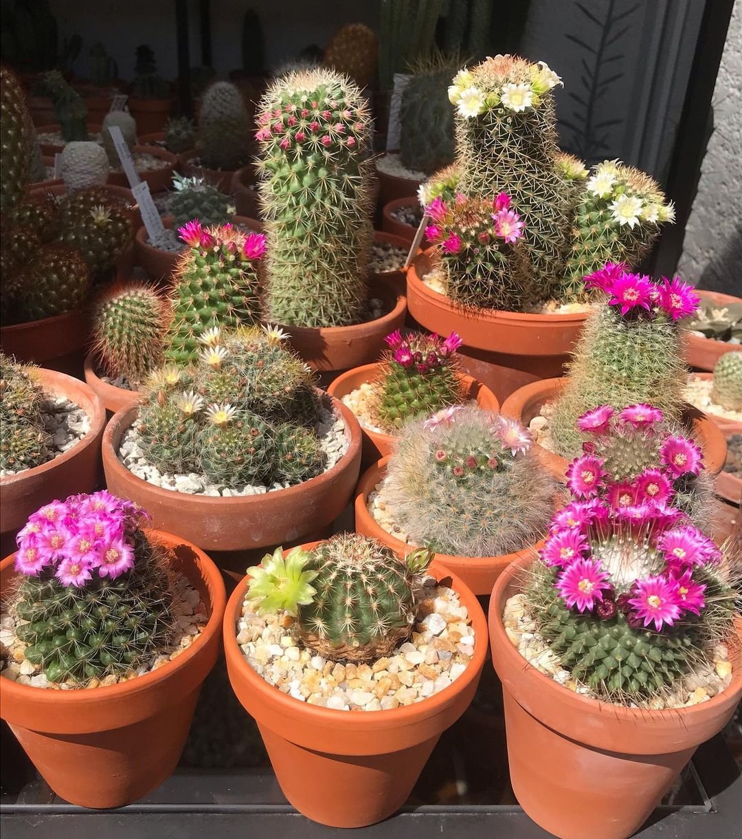 Top 10 Interesting Facts About Strangely Shaped Cactus Plants