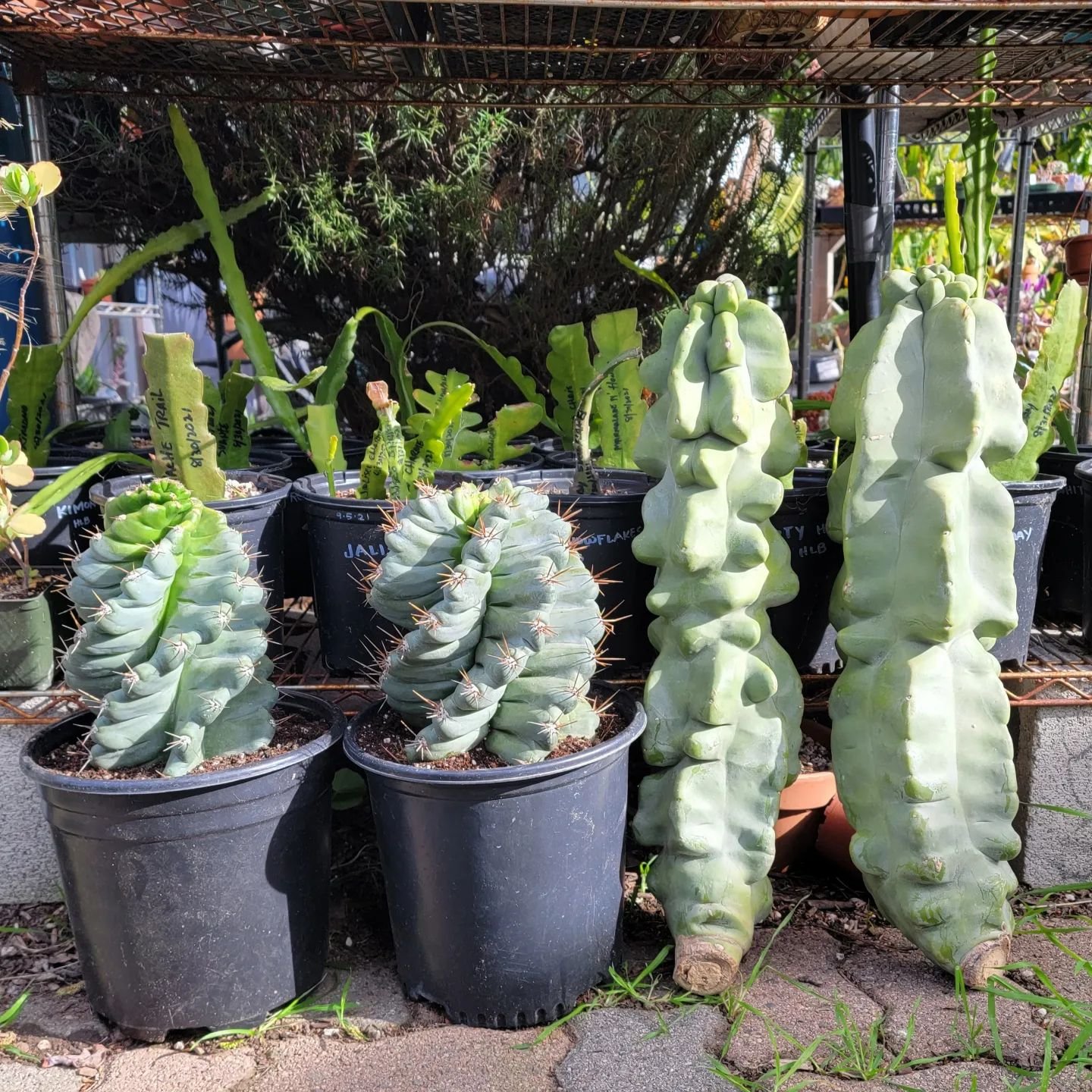 Top 10 Interesting Facts About Strangely Shaped Cactus Plants