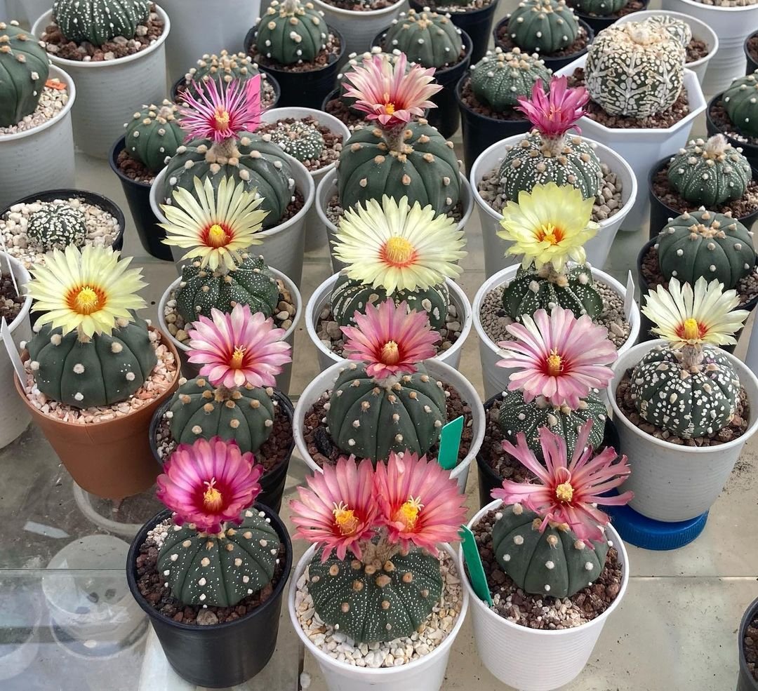 10 Strangely Shaped Cactus Plants That Will Amaze You!