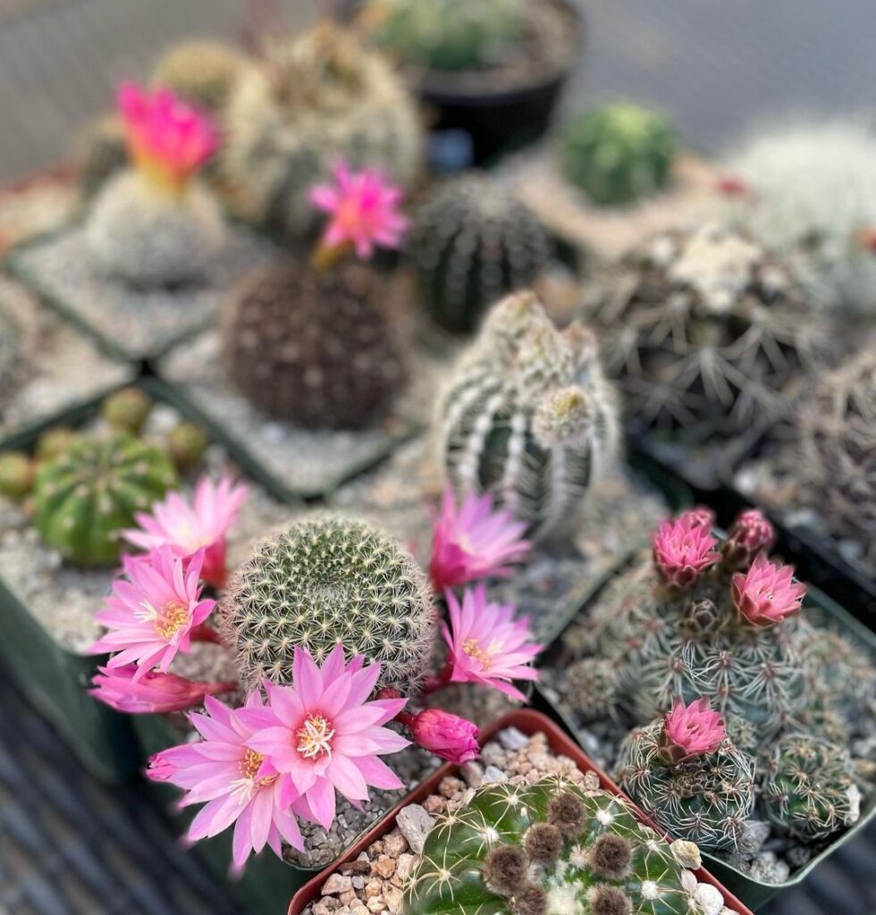 The Blooming Marvels: A Guide To Flowering Cacti