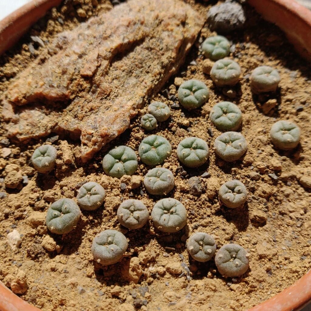 Growing Cacti From Seeds: A Comprehensive Guide