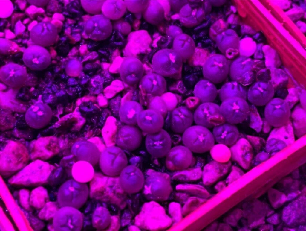 Growing Cacti From Seeds: A Comprehensive Guide