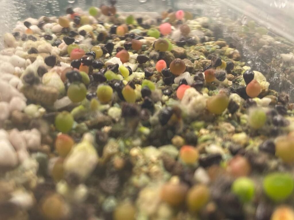 Growing Cacti From Seeds: A Comprehensive Guide