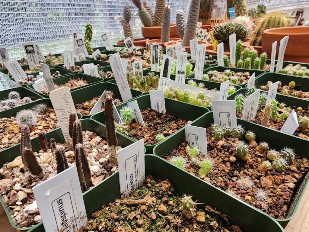 Growing Cacti From Seeds: A Comprehensive Guide