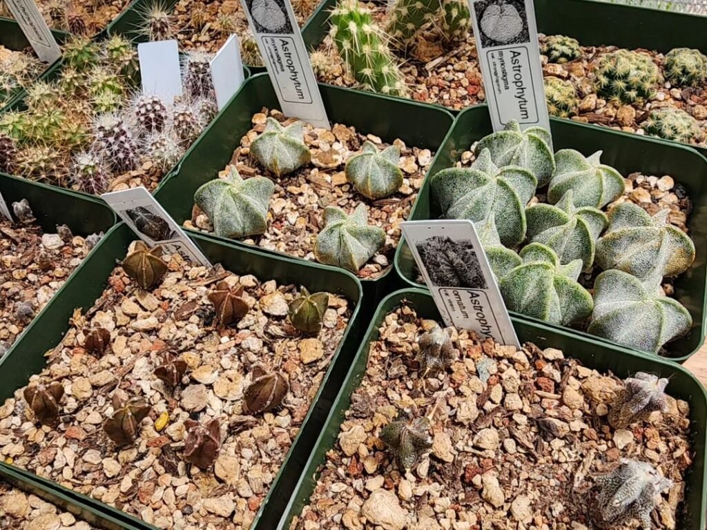 Growing Cacti From Seeds: A Comprehensive Guide