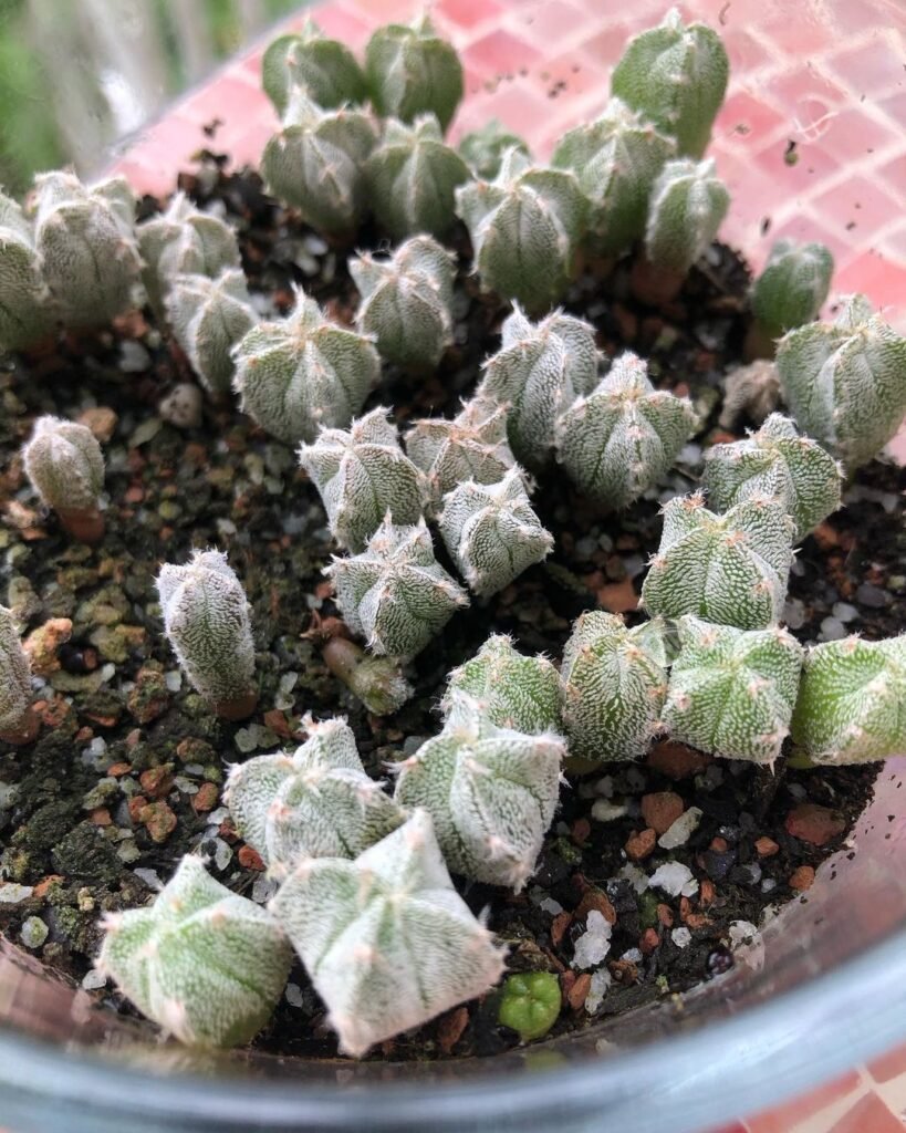 Growing Cacti From Seeds: A Comprehensive Guide