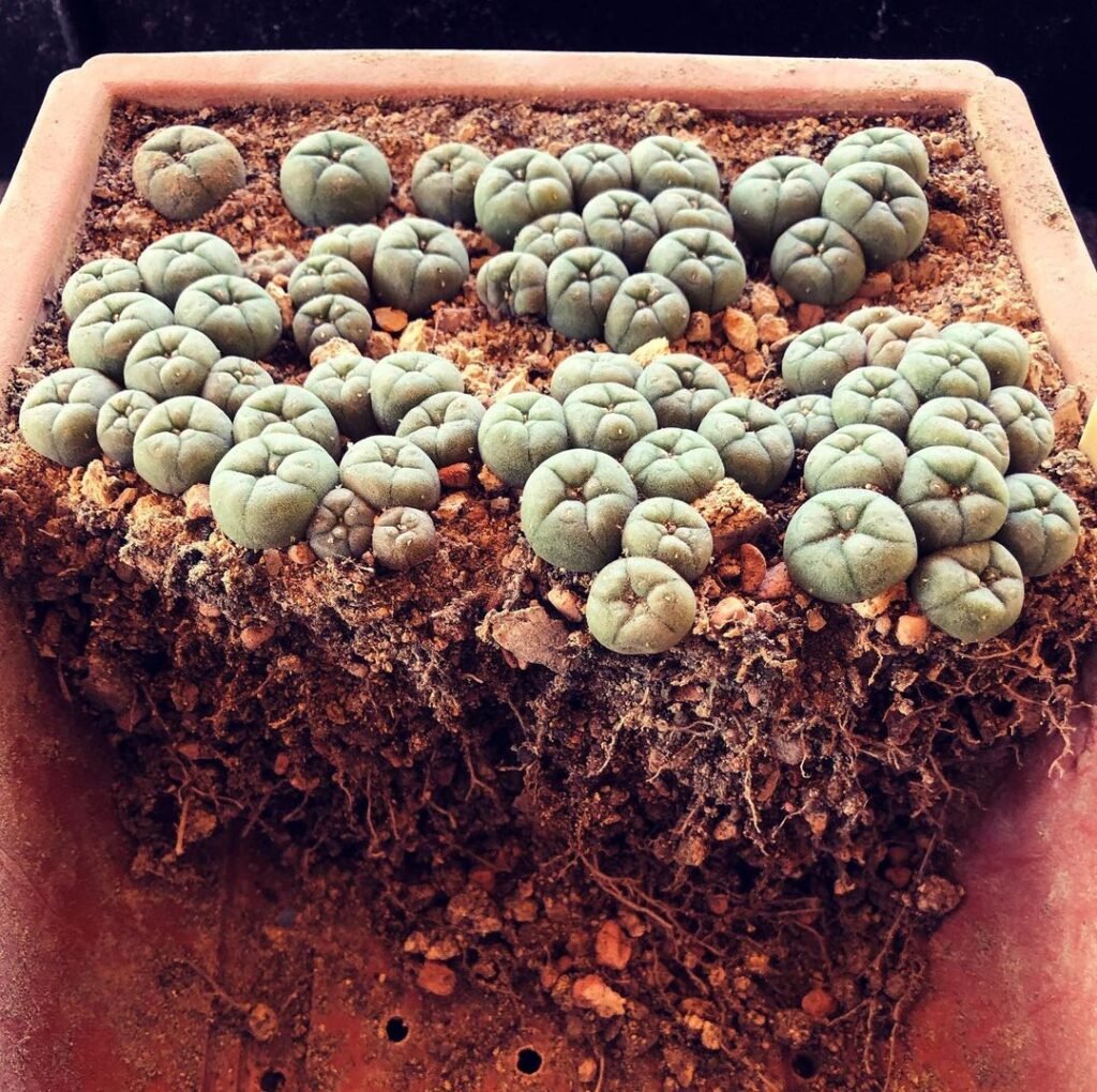 Growing Cacti From Seeds: A Comprehensive Guide
