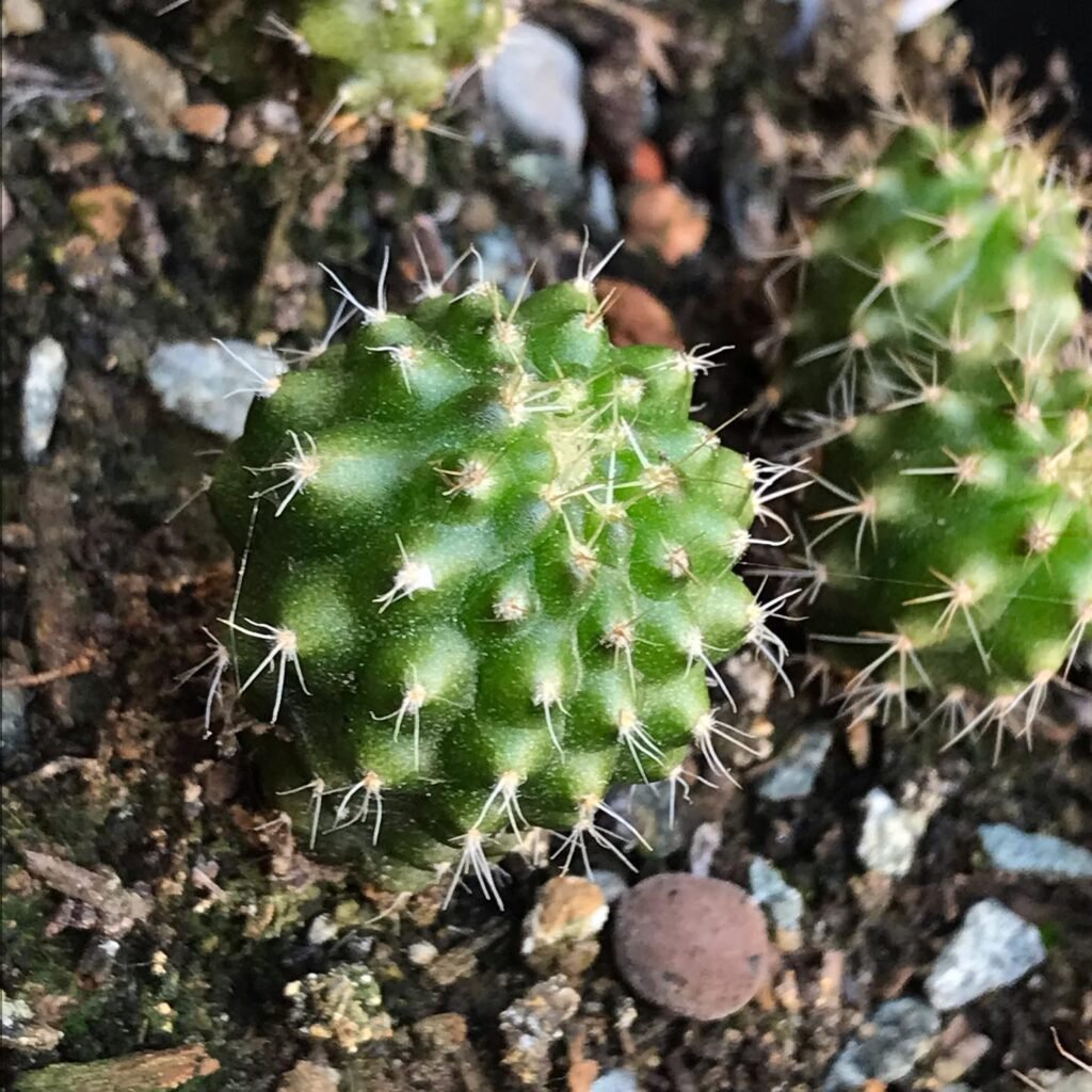 Growing Cacti From Seeds: A Comprehensive Guide