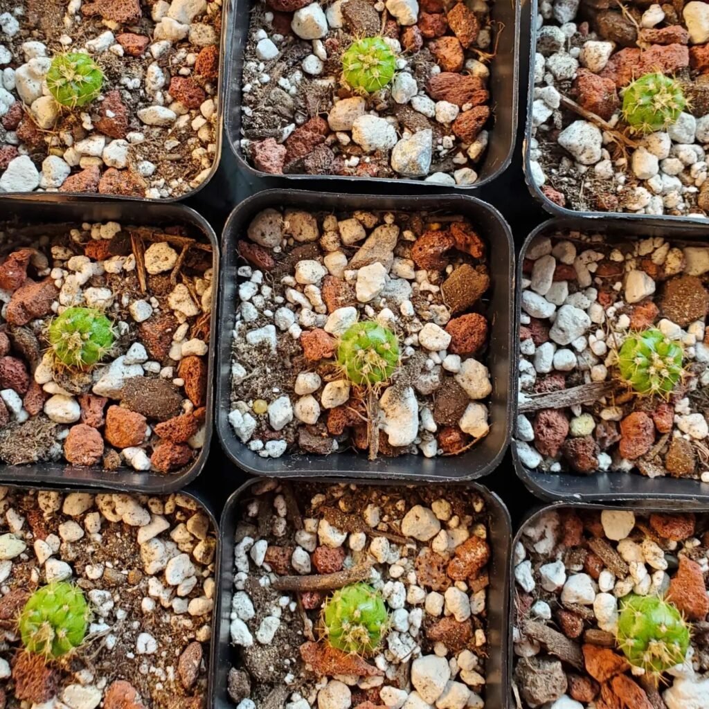 Growing Cacti From Seeds: A Comprehensive Guide