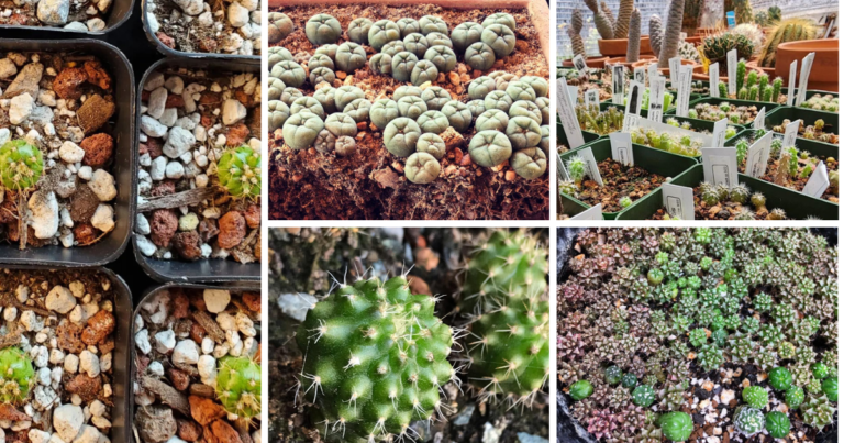 Growing Cacti From Seeds: A Comprehensive Guide