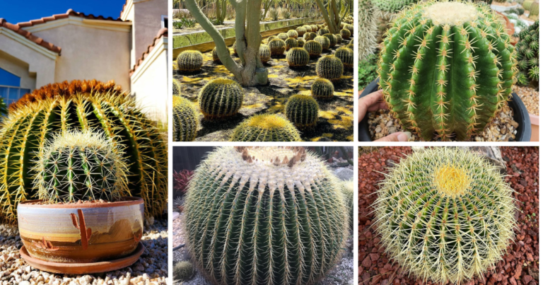 The Majestic Golden Barrel Cactus: A Comprehensive Guide