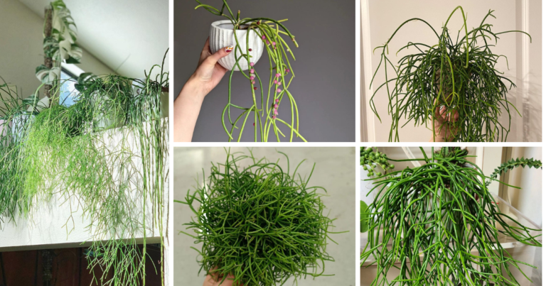 The Ultimate Guide To Mistletoe Cactus Care