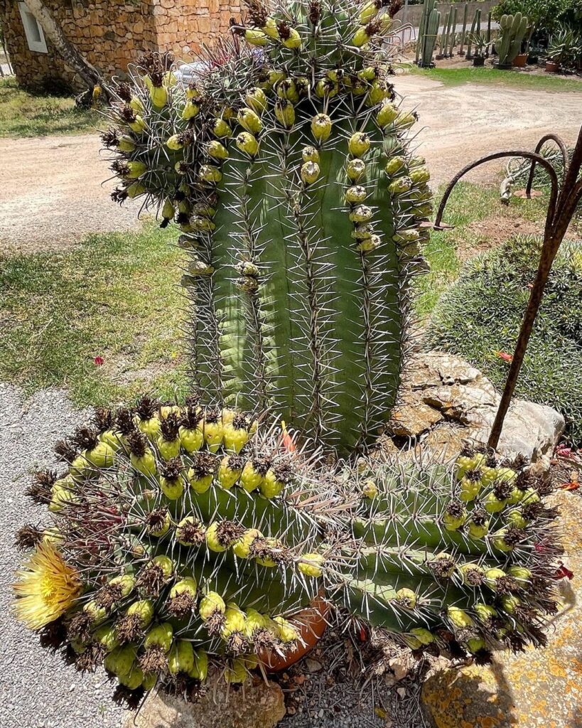 Top 10 Interesting Facts About Fishhook Barrel Cactus