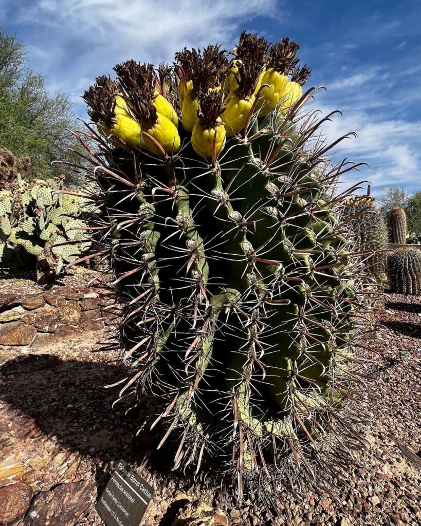 The Intriguing World Of The Fishhook Barrel Cactus