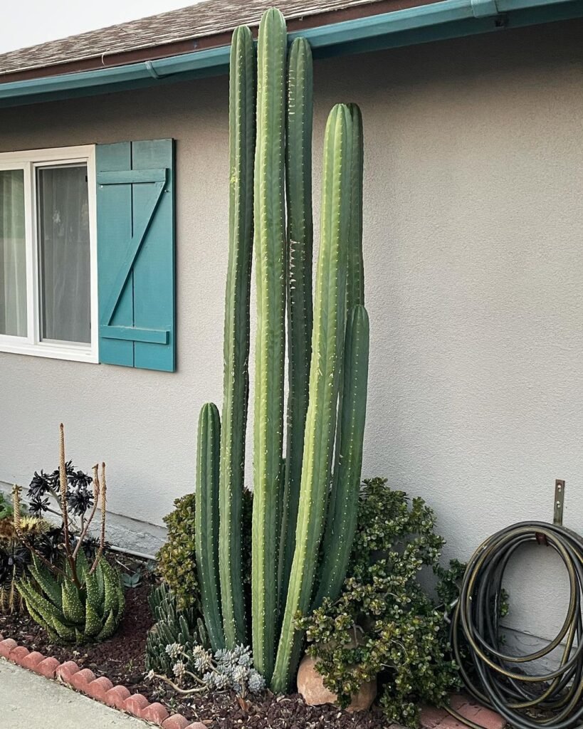 The Comprehensive Guide To Trichocereus Pachanoi