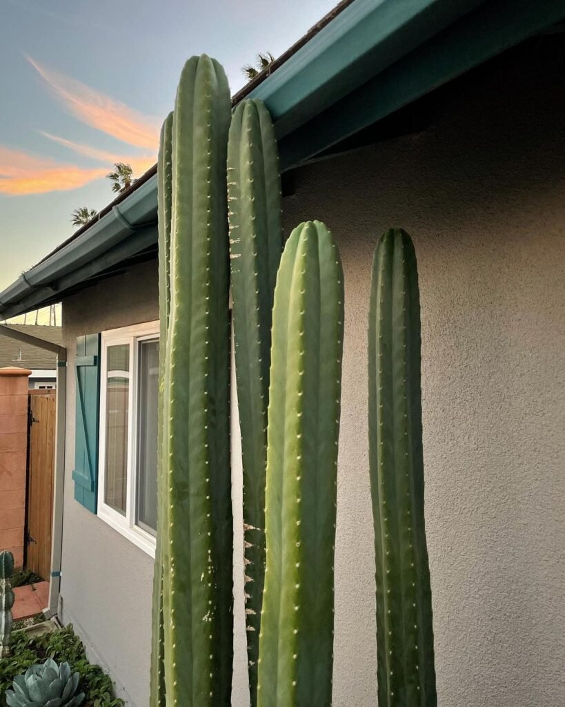 The Comprehensive Guide To Trichocereus Pachanoi