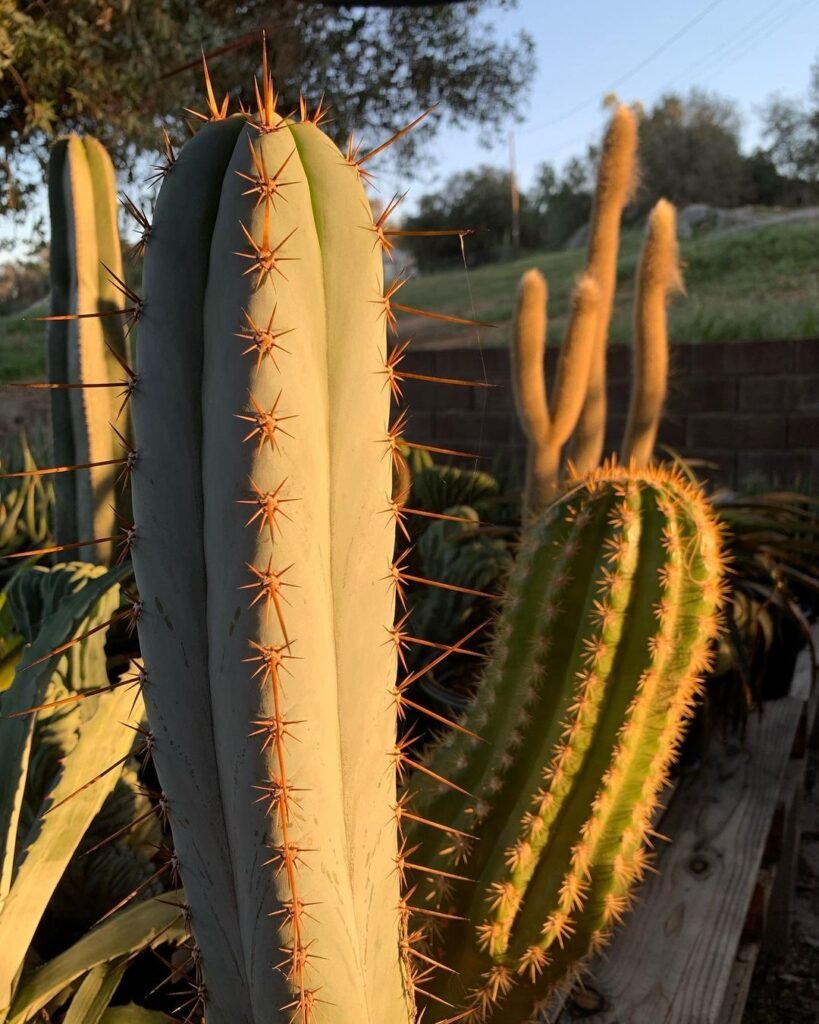 The Ultimate Guide To Columnar Cacti: Everything You Need To Know