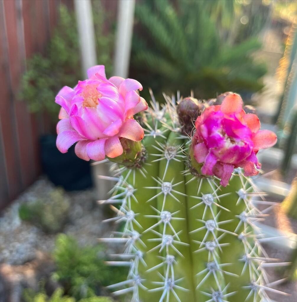 The Ultimate Guide To Columnar Cacti: Everything You Need To Know