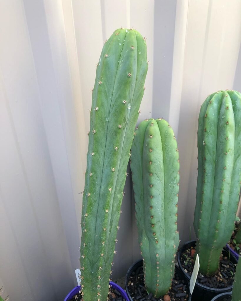 The Comprehensive Guide To Trichocereus Pachanoi