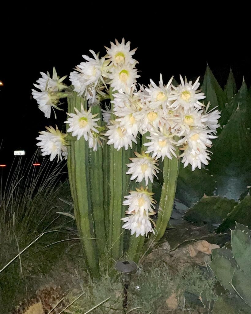 The Comprehensive Guide To Trichocereus Pachanoi