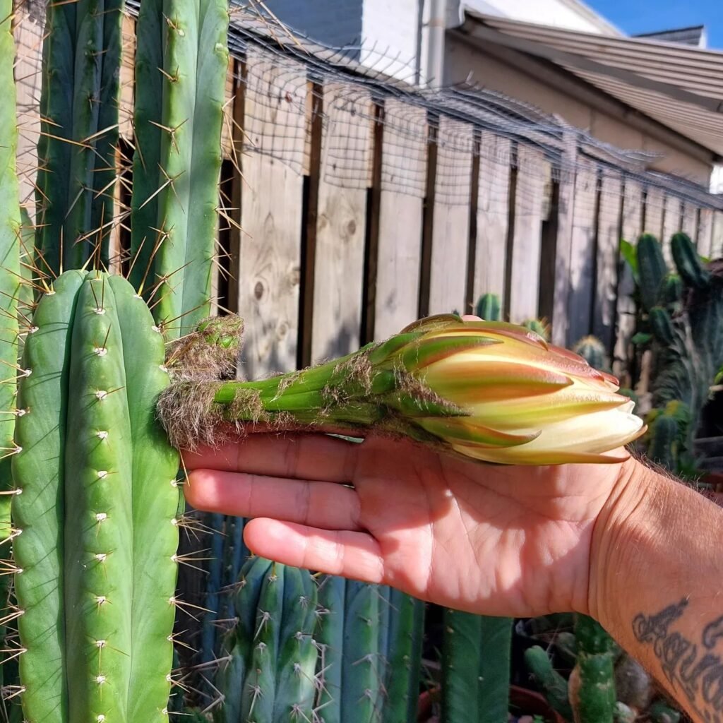 The Comprehensive Guide To Trichocereus Pachanoi