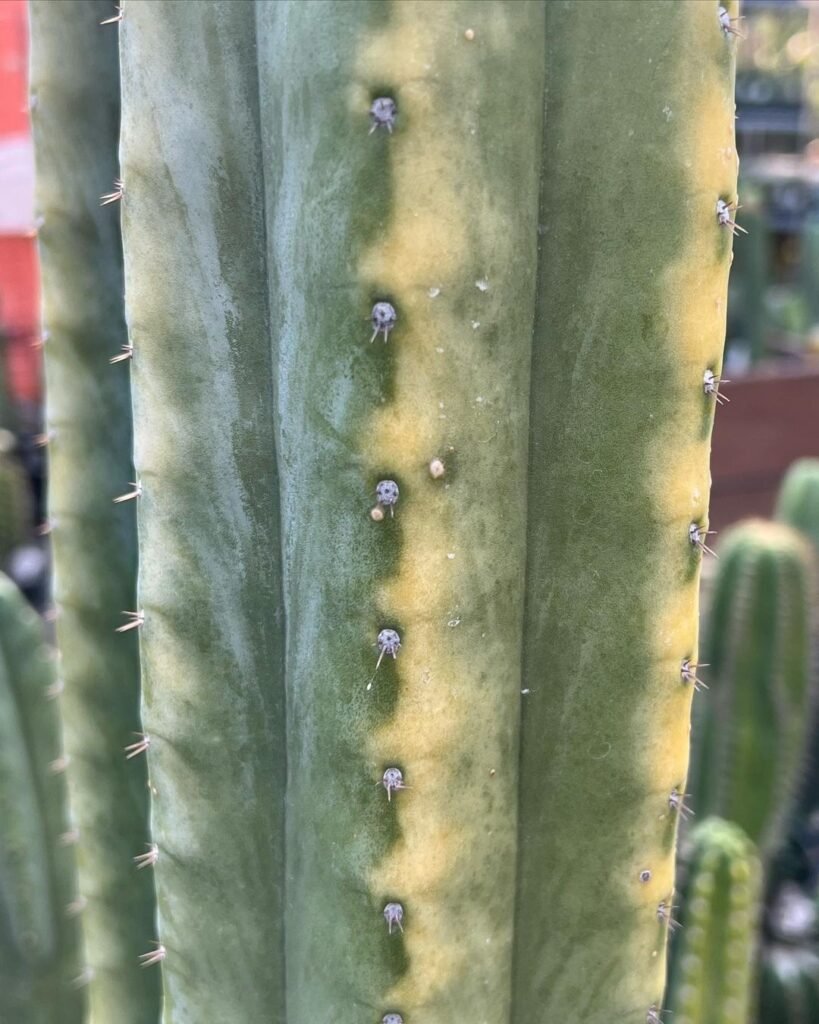 The Comprehensive Guide To Trichocereus Pachanoi