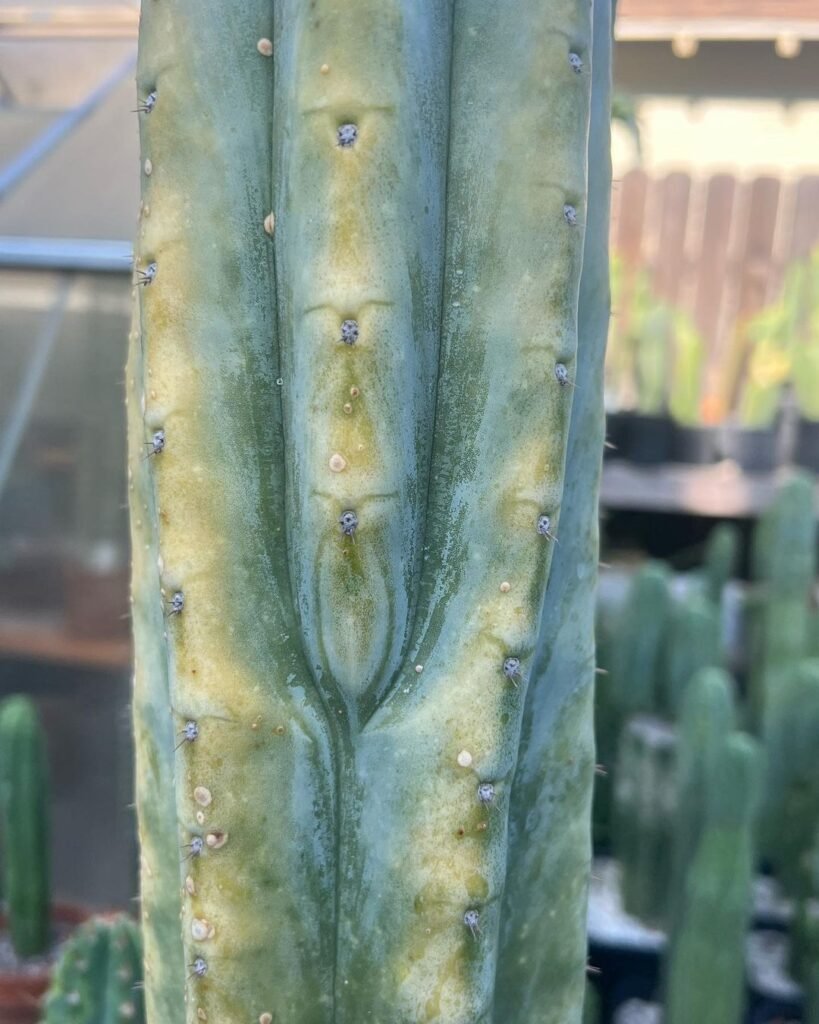 The Comprehensive Guide To Trichocereus Pachanoi