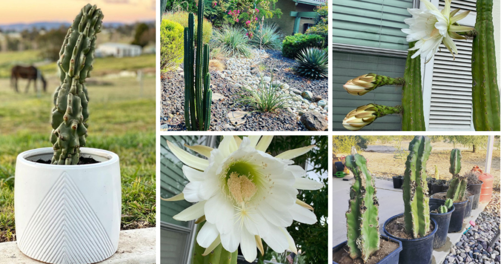 The Fascinating World Of The Senita Cactus: A Comprehensive Guide
