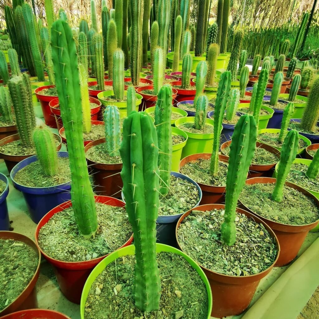 The Comprehensive Guide To Bolivian Torch Cactus