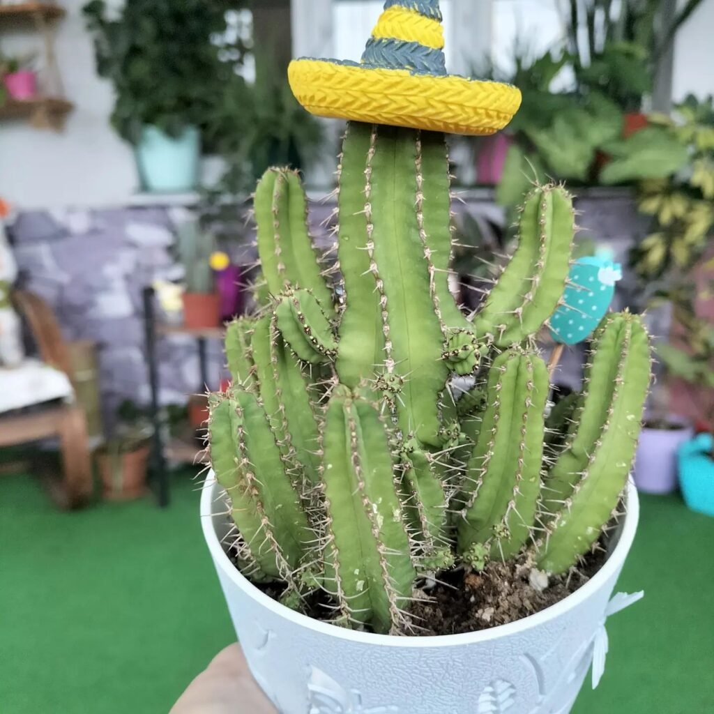 The Comprehensive Guide To Bolivian Torch Cactus