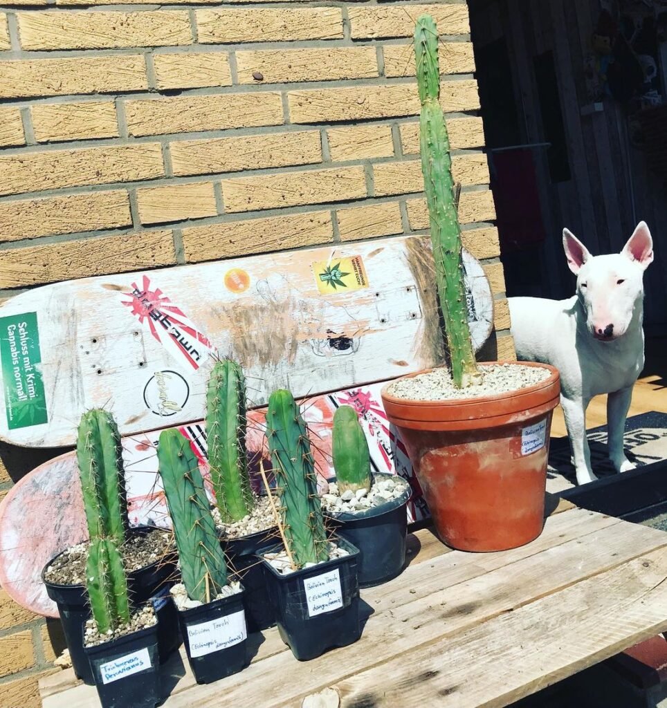 The Comprehensive Guide To Bolivian Torch Cactus