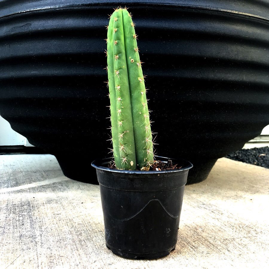 The Comprehensive Guide To Bolivian Torch Cactus