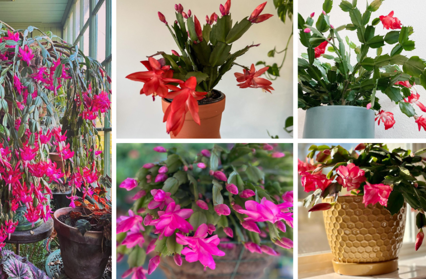 Unraveling The Mysteries: Christmas Cactus Vs. Thanksgiving Cactus