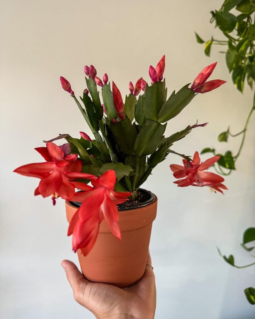 Unraveling The Mysteries: Christmas Cactus Vs. Thanksgiving Cactus