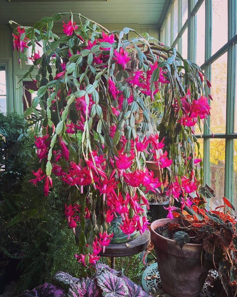 Unraveling The Mysteries: Christmas Cactus Vs. Thanksgiving Cactus