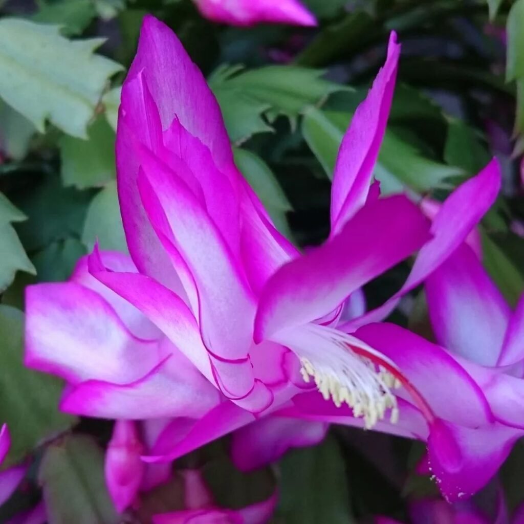 Unraveling The Mysteries: Christmas Cactus Vs. Thanksgiving Cactus
