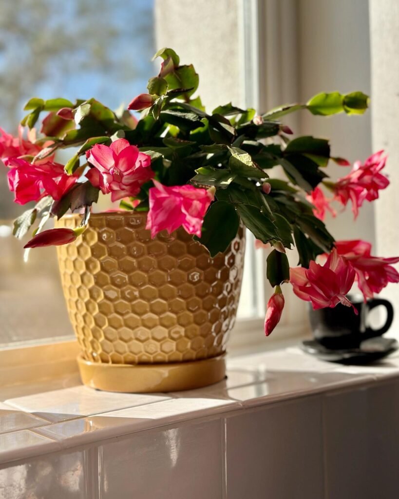 Unraveling The Mysteries: Christmas Cactus Vs. Thanksgiving Cactus