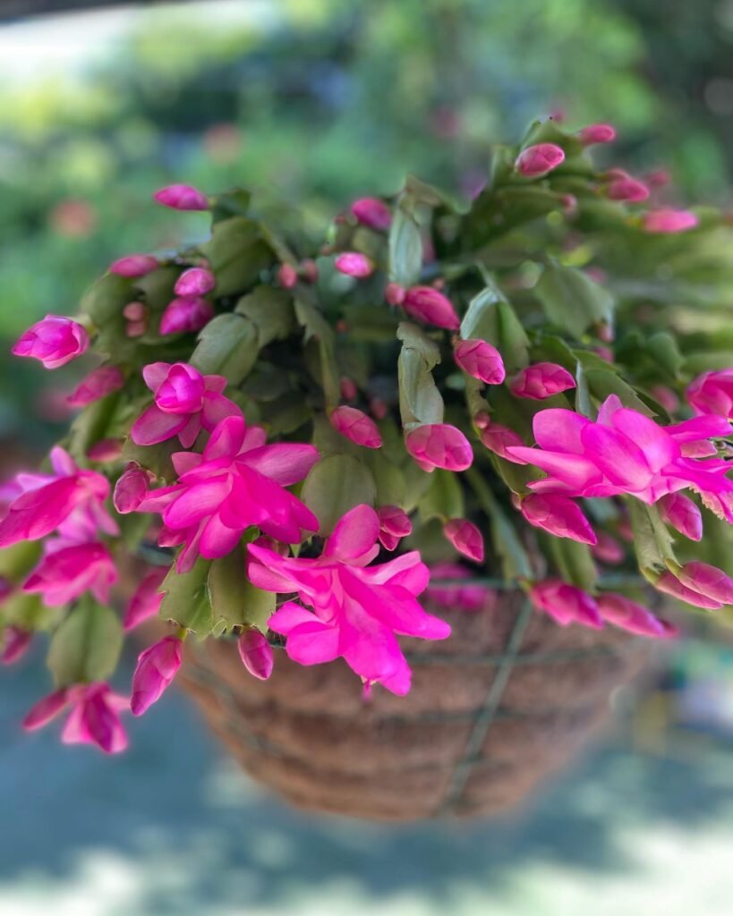 Unraveling The Mysteries: Christmas Cactus Vs. Thanksgiving Cactus