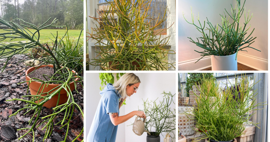The Ultimate Guide To Columnar Cacti: Everything You Need To Know