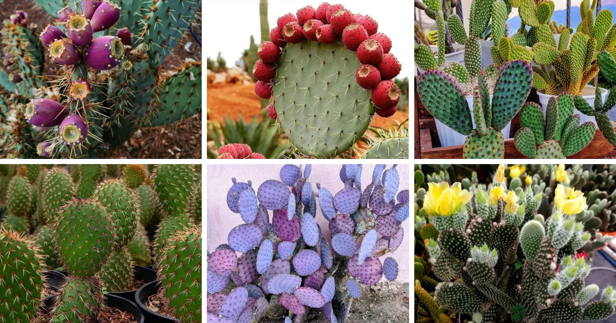 30 Types Of Popular Opuntia Cacti Pictorial Guide