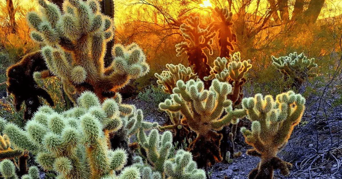 Cacti And Light: Understanding The Ideal Conditions For Your Plants