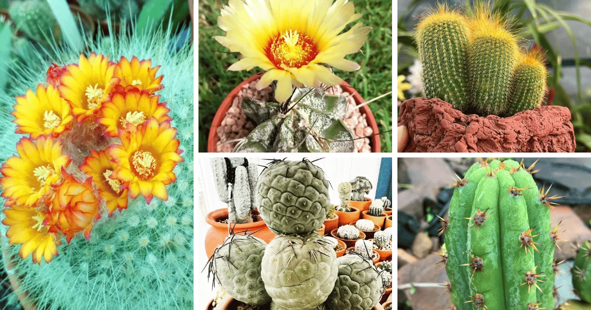 Cacti, Instagram, And The Allure Of The Prickly
