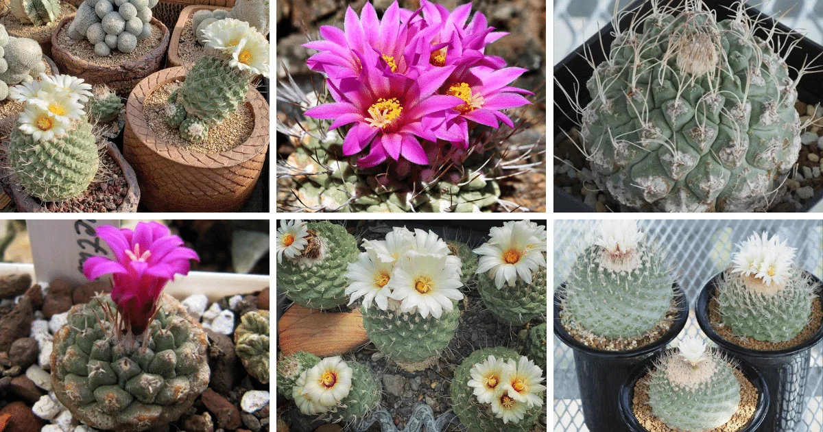 Top 3 Most Popular Types Of Strombocactus Pictorial Guide