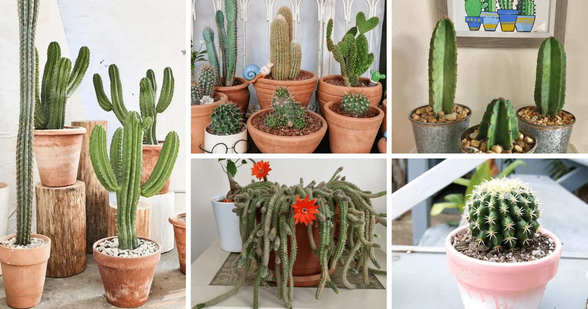 Why Cactus Plants Are The Best Plants For Small Spaces